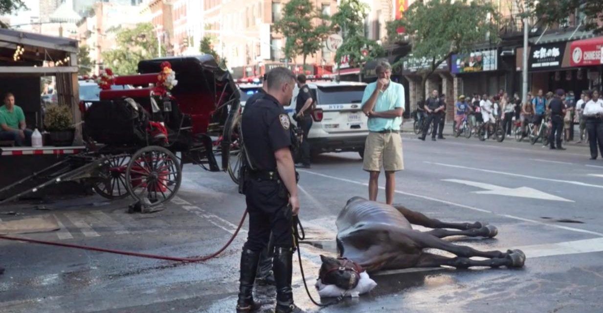 Horse Story Ryder Collapsed Horse Story Ryder Collapsed